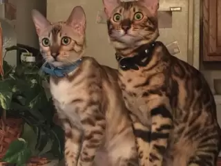 Discover the stunning coat colors and patterns of Bengal cats, from spotted to marbled, and learn essential grooming techniques for their unique fur. Keep your Bengal healthy and beautiful!