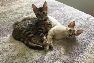 Explore the common health concerns in Bengal cats, from genetic predispositions like distal neuropathy and hip dysplasia to preventative care and ensuring a long, healthy life for your feline companion. Learn about their unique needs and how to spot potential issues early.