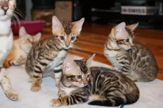 Discover everything you need to know about cat litter trays. From choosing the right type to effective training and daily maintenance, ensure a clean and happy home for your feline companion.