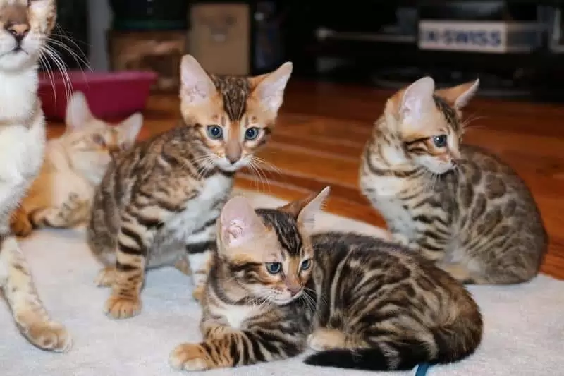 Cat Litter Tray: Ultimate Guide to Choosing, Using & Maintaining