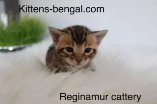 Discover how Bengal cats thrive with children and other pets. Learn essential tips for a harmonious multi-pet family, from introductions to managing prey drive.