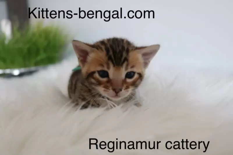 Bengal Cats: A Companion for Children and Other Pets