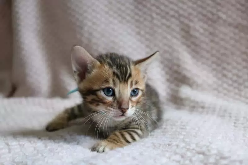 Bengal Kitten Feeding Guide: Nutrition, Diet, and Best Practices | [Your Website Name]