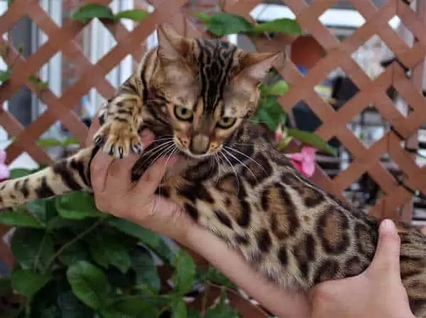Bengal Kitten & Cat Adaptation to New Home: Expert Tips & Guide
