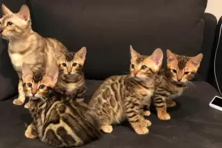 Unlock the secrets to a happy, well-behaved Bengal cat. Learn about effective socialization, essential skill development, and humane discipline strategies for your intelligent feline companion.