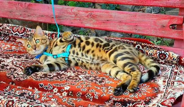 Bengal Cats: The Ultimate Guide to Indoor Living in New York City | Breed Essentials & Tips
