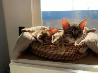 Discover if Bengal cats are hypoallergenic. Learn about Fel d 1, their unique coat, diet's role, and how to manage allergies for potential Bengal ownership.
