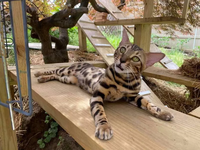 NYC Bengal Cat Compatibility: Do They Get Along With Other Cats?