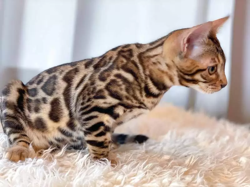 Bengal Cat Personality Traits: Athleticism, Affection, and Vocalizations