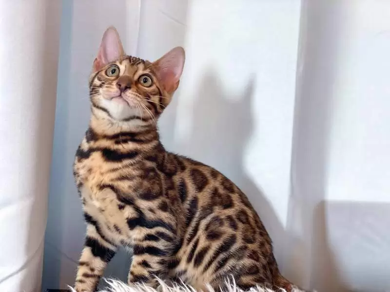 Bengal Cat Breed Variants: Colors, Markings, and Types | [Your Website Name]