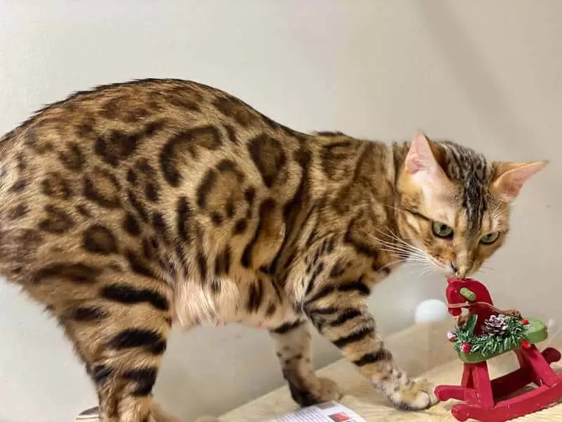 Bengal Cat Temperament NYC: Energy, Affection & Training Tips