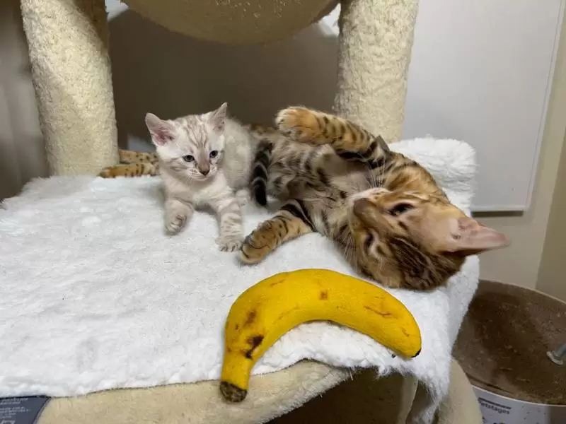 Bengal Kitten Adaptation to New York Home: Expert Guide