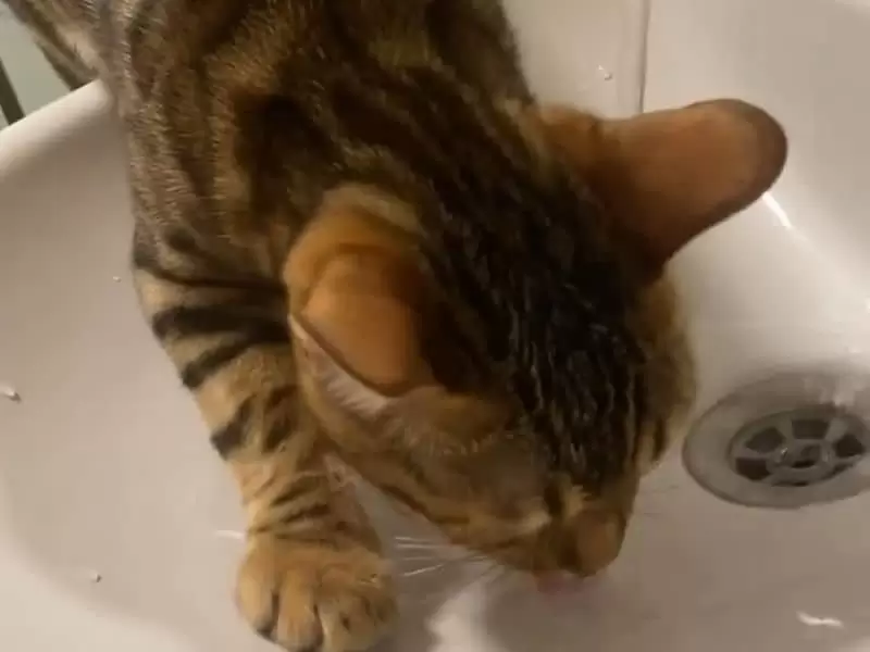 Bengal Cat Water Intake: Hydration Guide for NYC Owners