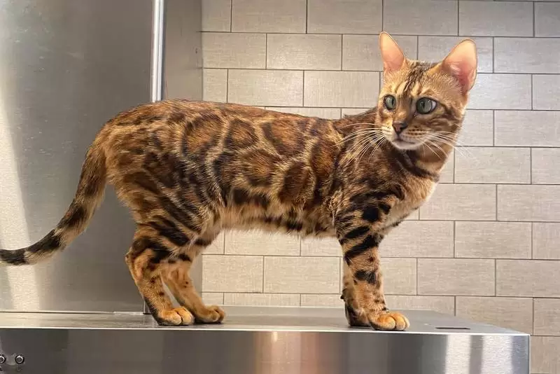 Bengal Cat Care in New Jersey: Essential Needs & Tips