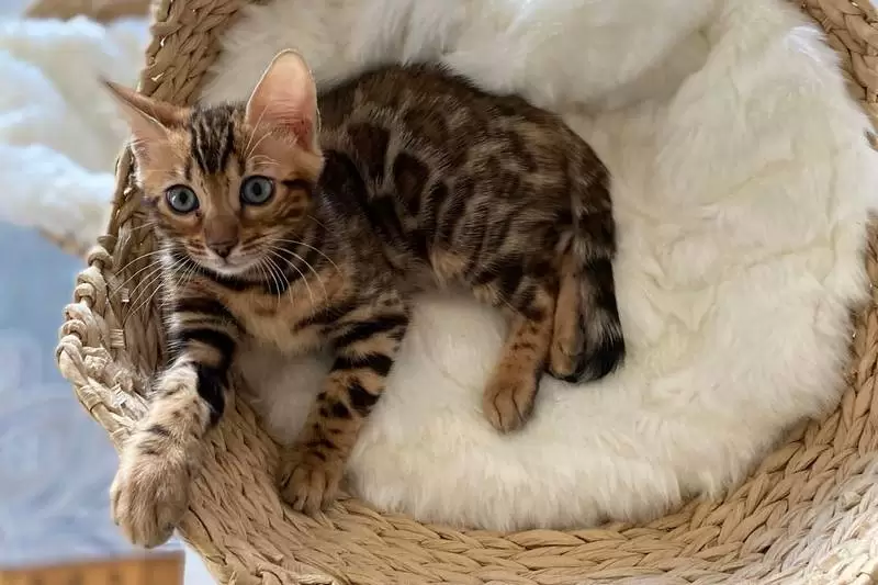 Bengal Cats Newark, NJ | How to Train Your Bengal Kitten - The Ultimate Guide