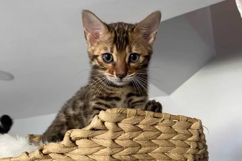 Bengal Kittens for Sale Baltimore, MD | Exotic Bengal Cat Breeders