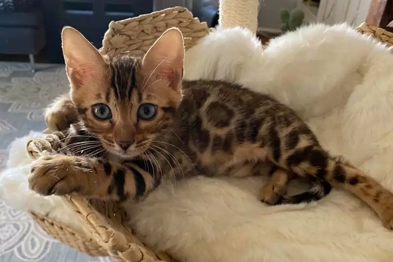 Bengal Kittens for Sale in Boston, MA | Hypoallergenic Bengal Cat Guide