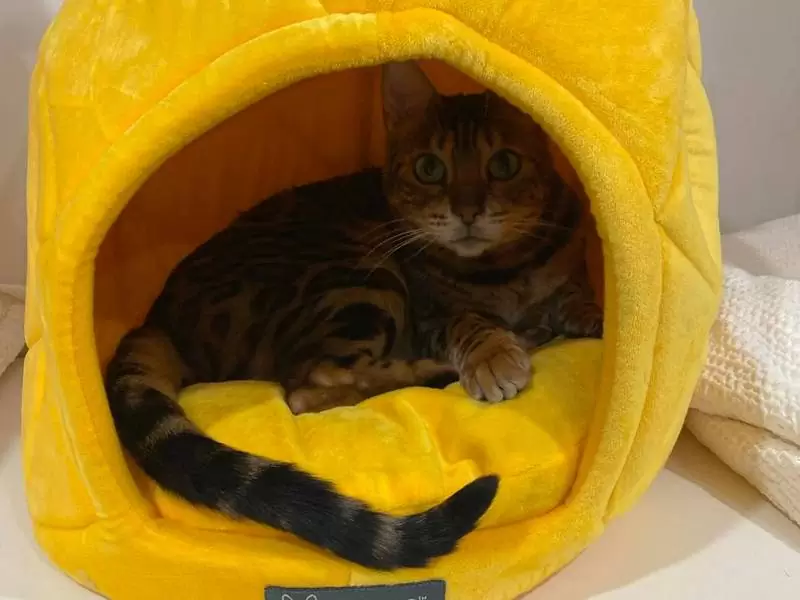 Bengal Kitten Breeders in Columbus Georgia