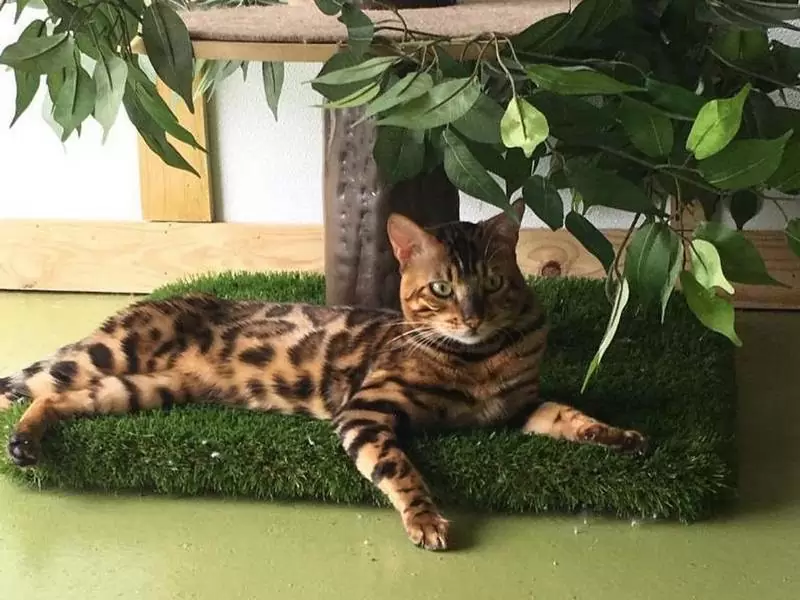 Bengal Kitten Breeders in Detroit